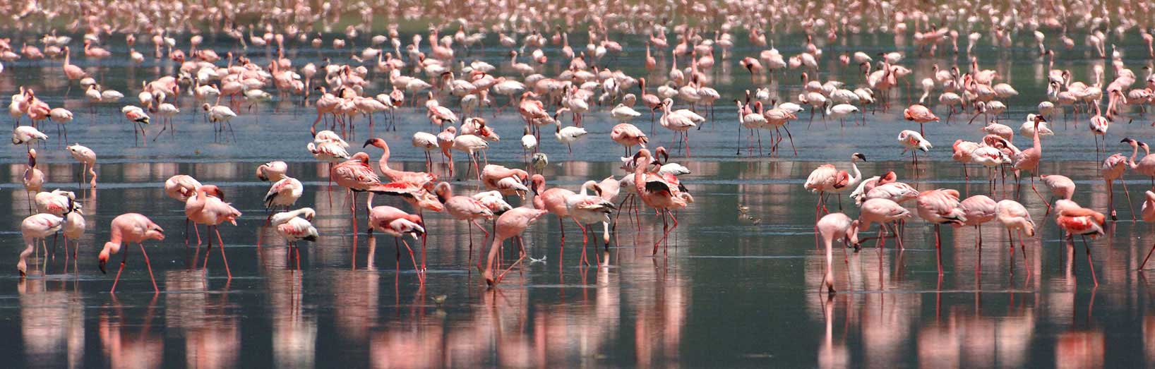 Flamingos in Tanzania.jpg